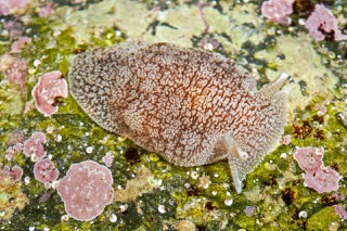 Nudi 1 rm